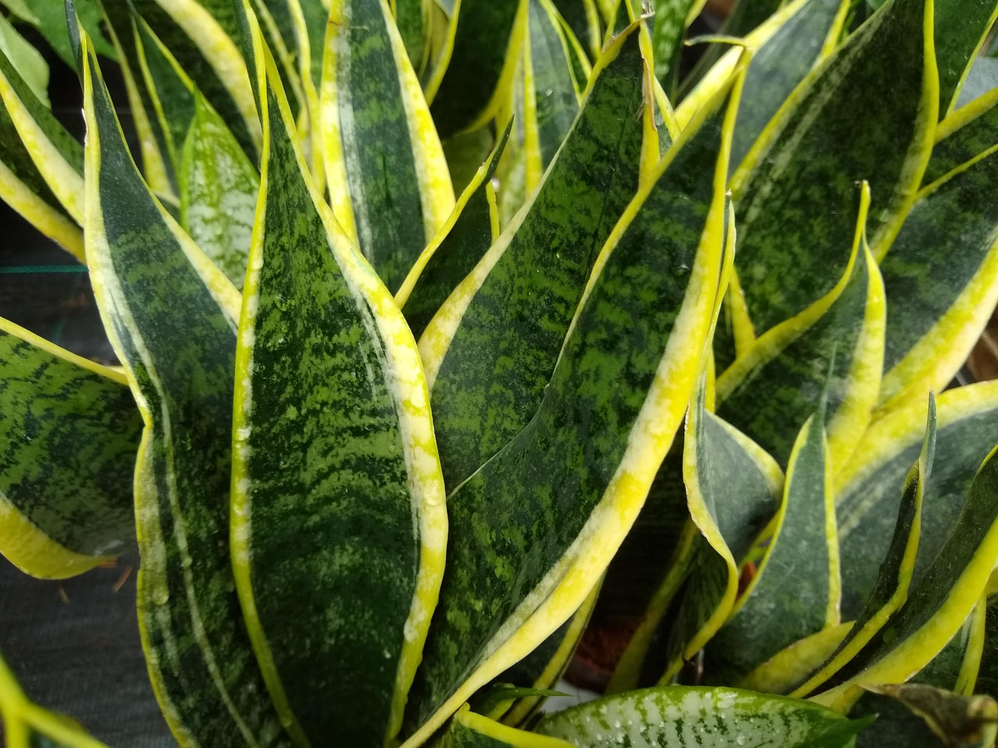 Futura Superba Snake Plant, Live Plant in 3" Grower Pot, Easy Care, Houseplant, Sansevieria, Mother in Low Tongue