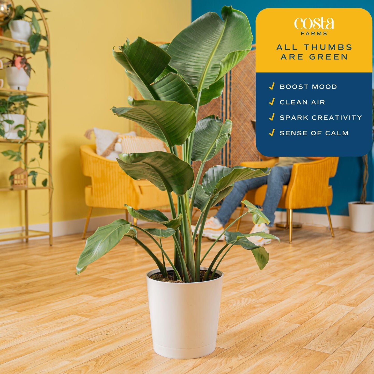 Costa Farms White Bird of Paradise Plant (2-Pack), Live Indoor Plants Houseplants in Indoors Planter Pots, Soil, Housewarming Gift, Living Room, Office, and Home Decor, 2-3 Feet Tall