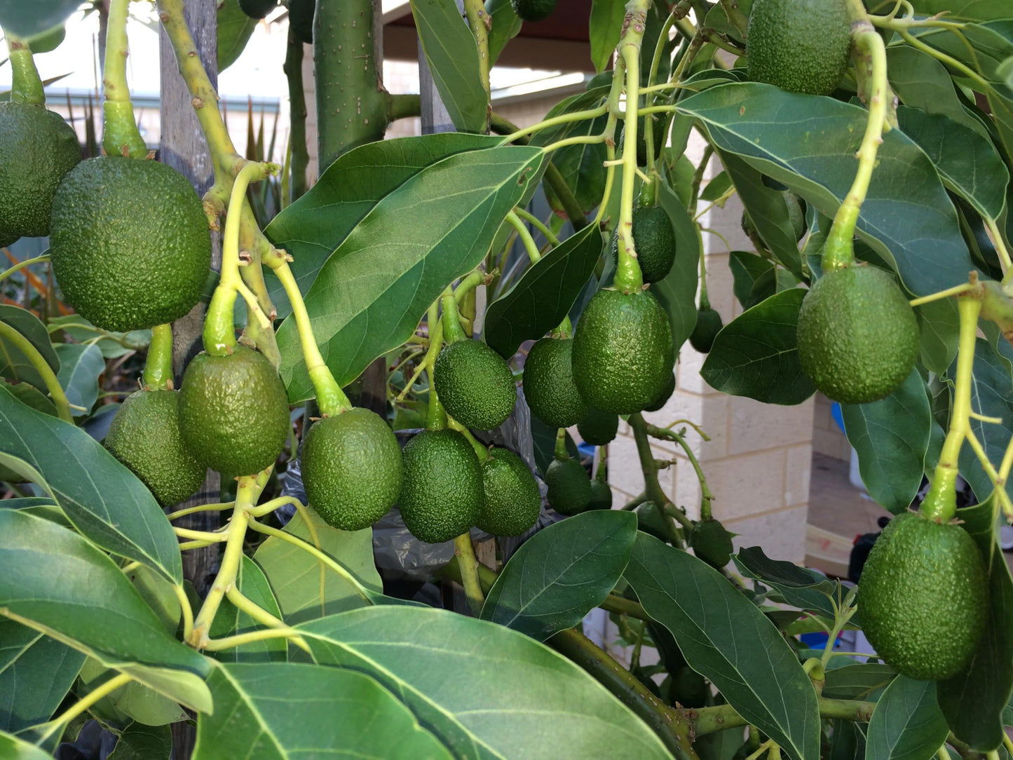 Generic Exotic PLANTSS Dwarf Avocado Tree (3 Gallon Bucket) Indoor Avocado Tree, Green