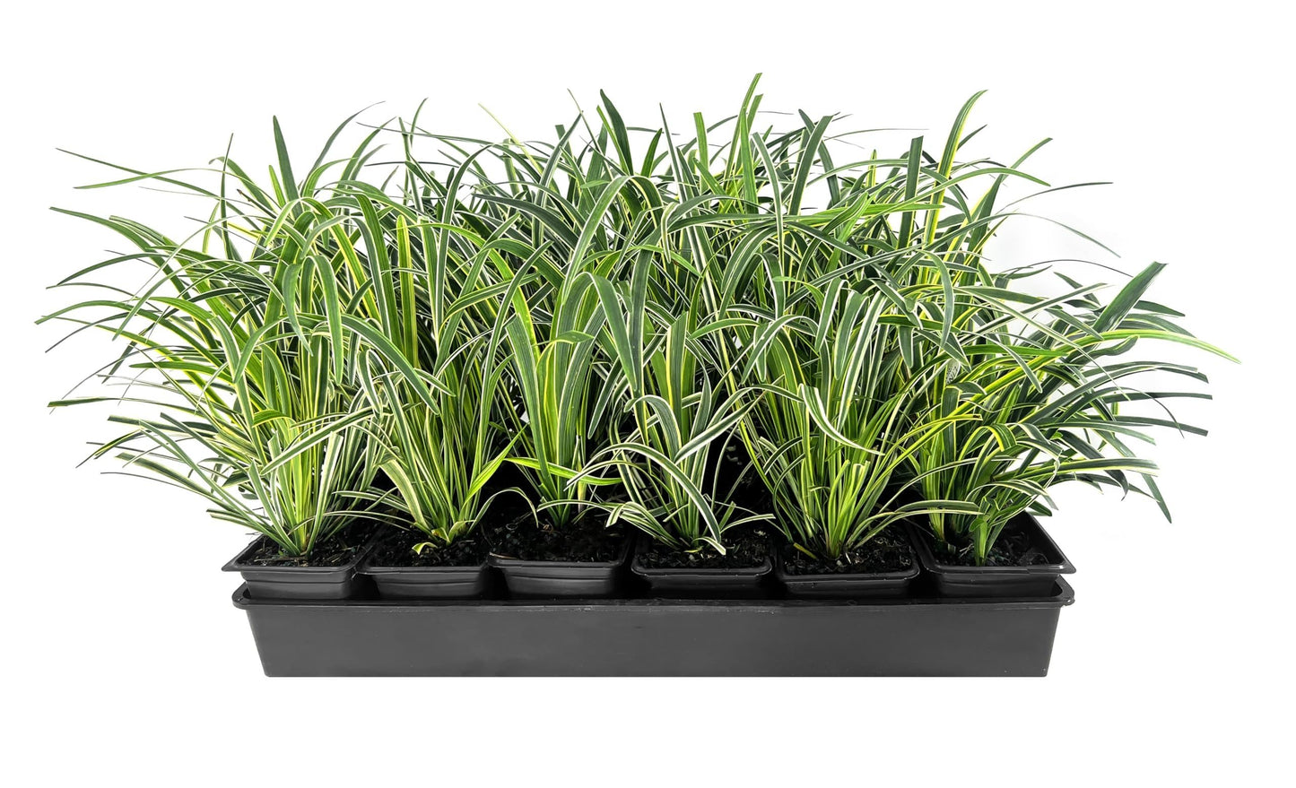 Variegated Liriope | 9 Live 4 Inch Pots | Liriope Muscari Variegata | Ornamental Ground Cover Plants | Evergreen Foliage