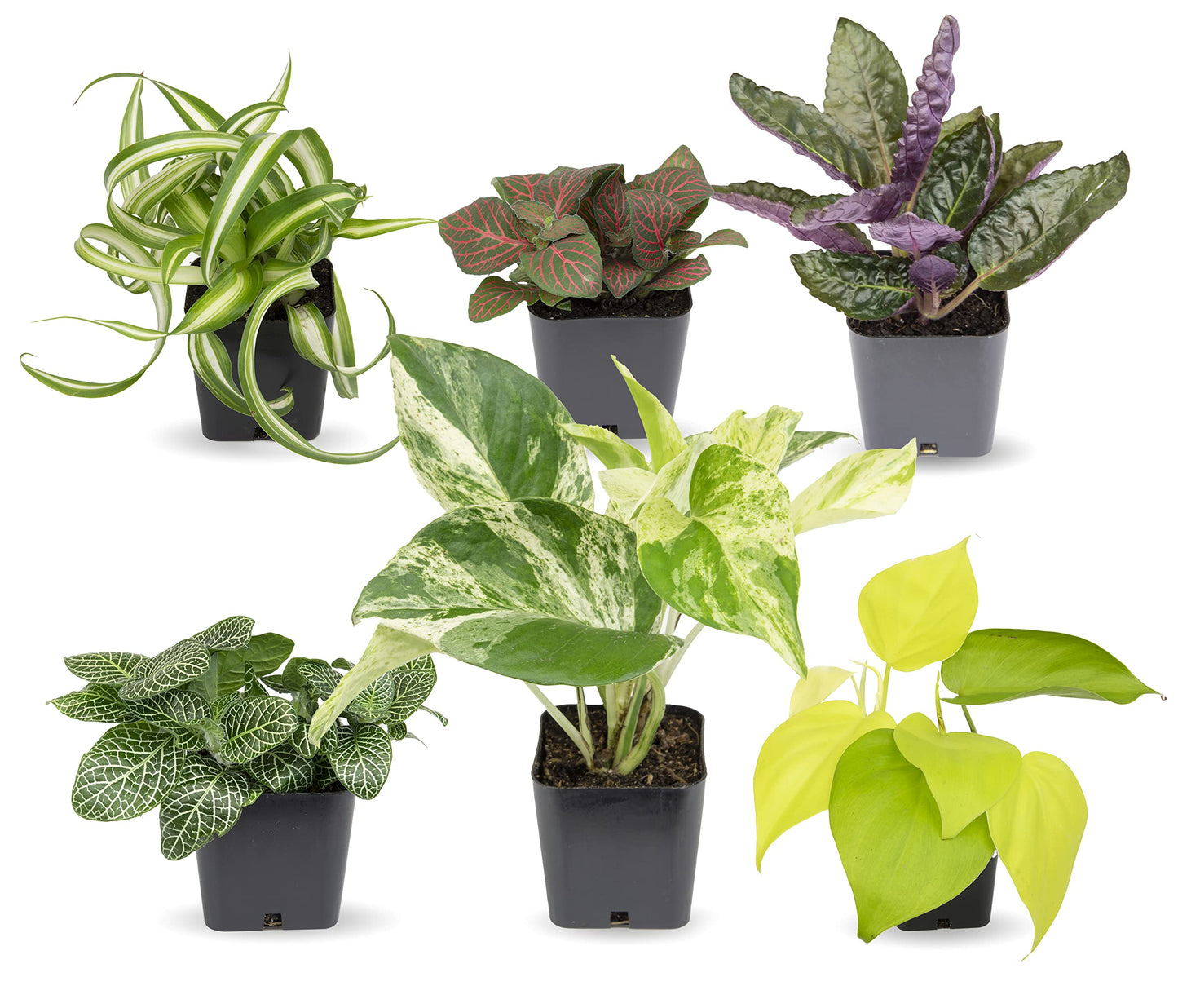 Altman Plants and Easy to Grow Live Indoor Houseplants Bundle (18 Plants)
