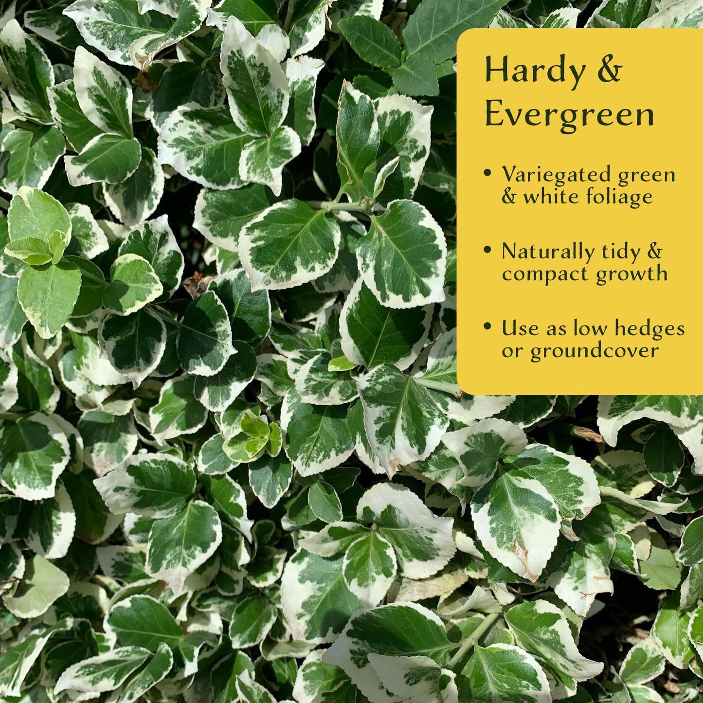 2 Emerald Gaiety Euonymus in 3.5” Nursery Cubes (Euonymus fortunei ‘Emerald Gaiety’) | Dense, Low-Growing Evergreen Shrub with Variegated Green and Cream Foliage | Live Starter Plants