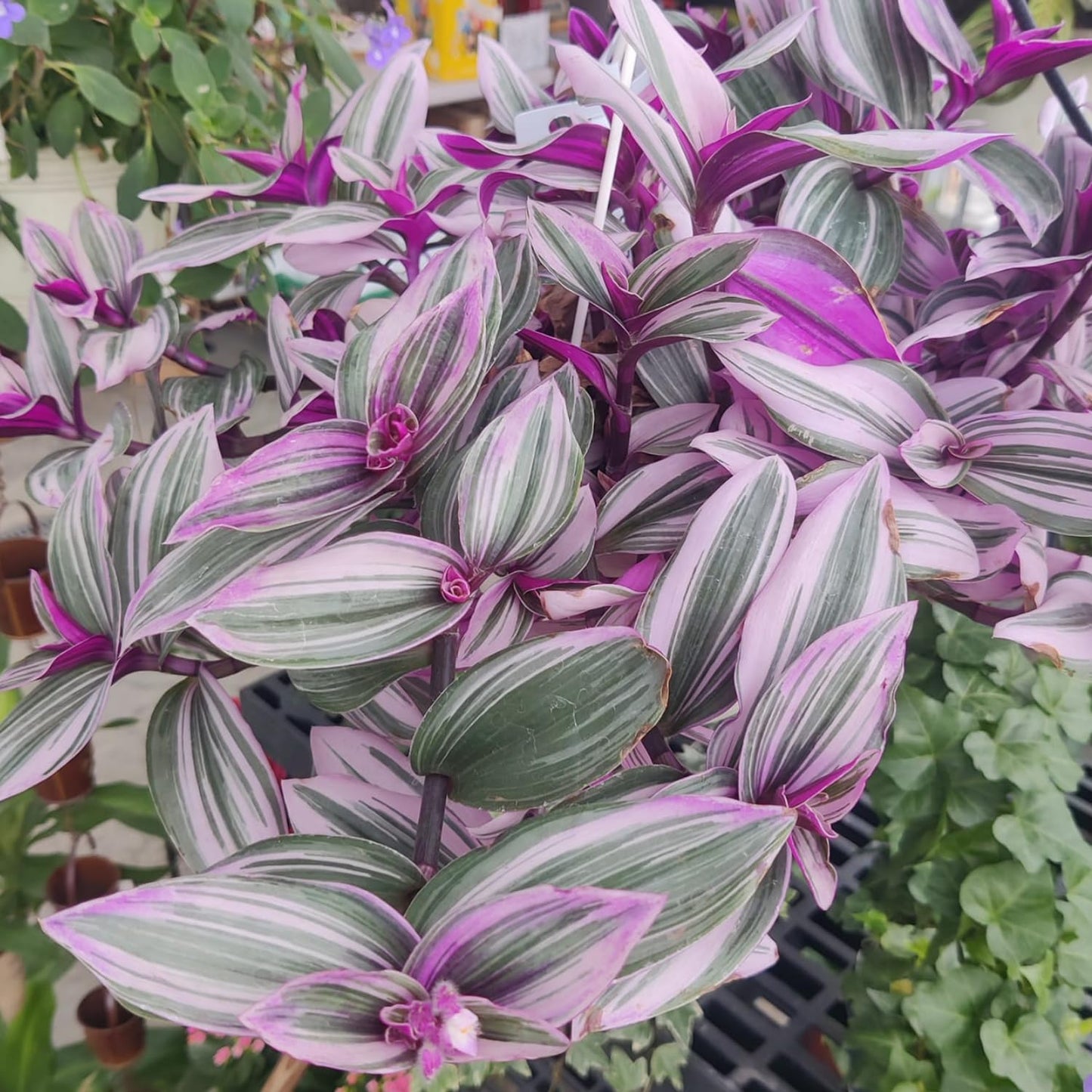 Pink Wandering Jew Live Plant, Pink Tradescantia Nanouk Variegated Wandering Jew Plant, Rare Nanouk Pink Wandering Jew Plant 2 Inch Pot, Pink Wandering Jew Plant Live Houseplants Indoor