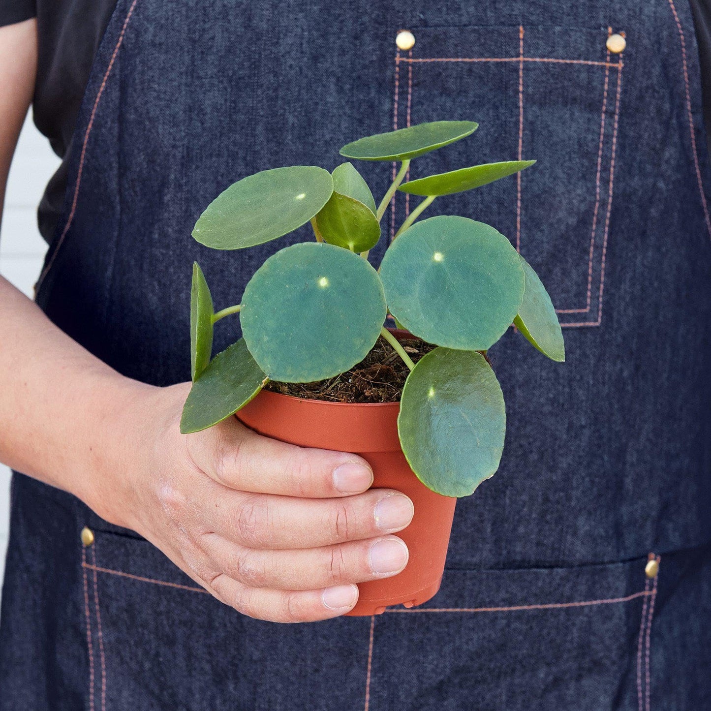 Pilea Peperomioides 'Chinese Money' | Live Plant for Indoor & Outdoor | for Living Room, Office, Bathroom | (4" Pot)