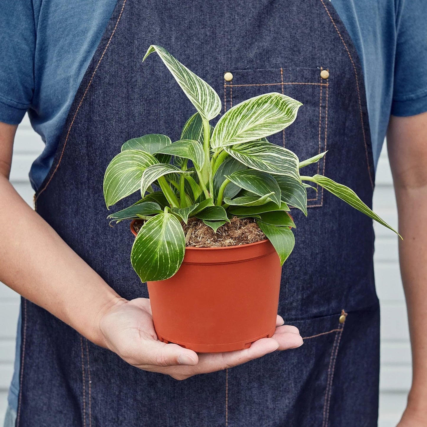 Philodendron 'Birkin' | Live Plant for Indoor & Outdoor | for Living Room, Office, Bathroom | (6" Pot)