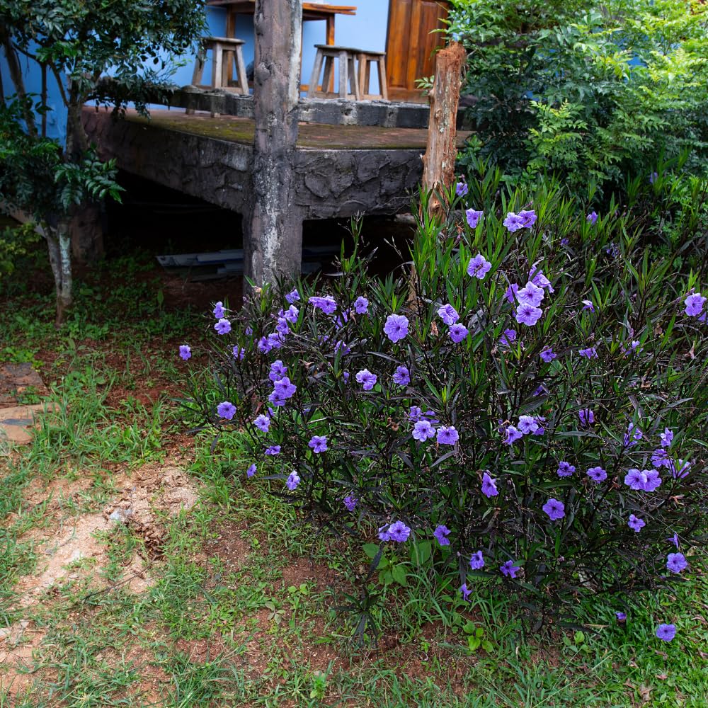 Set 3 of Mix Mexican Petunia Live Plants, Petunia Flower Plants Live Shrub Plant