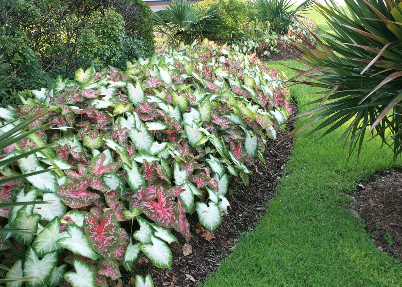 Votaniki Caladium Bulbs for Planting - Perennial, Fancy Leaf Mixed Caladium Large Bulbs for Planting - Elephant Ears Bulbs for Planting Indoor or Outdoors (Pack of 50)