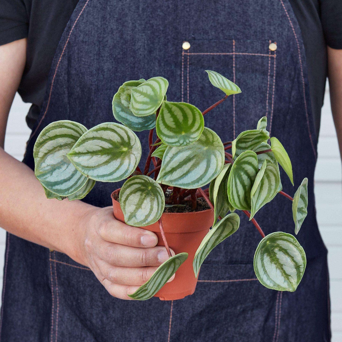Peperomia Watermelon Live Plant for Indoor | Different Houseplants in 4'' & 6'' Pot | Real House Plant for Living Room, Office, Desk & Bathroom | Begonia | Peperomia argyreia