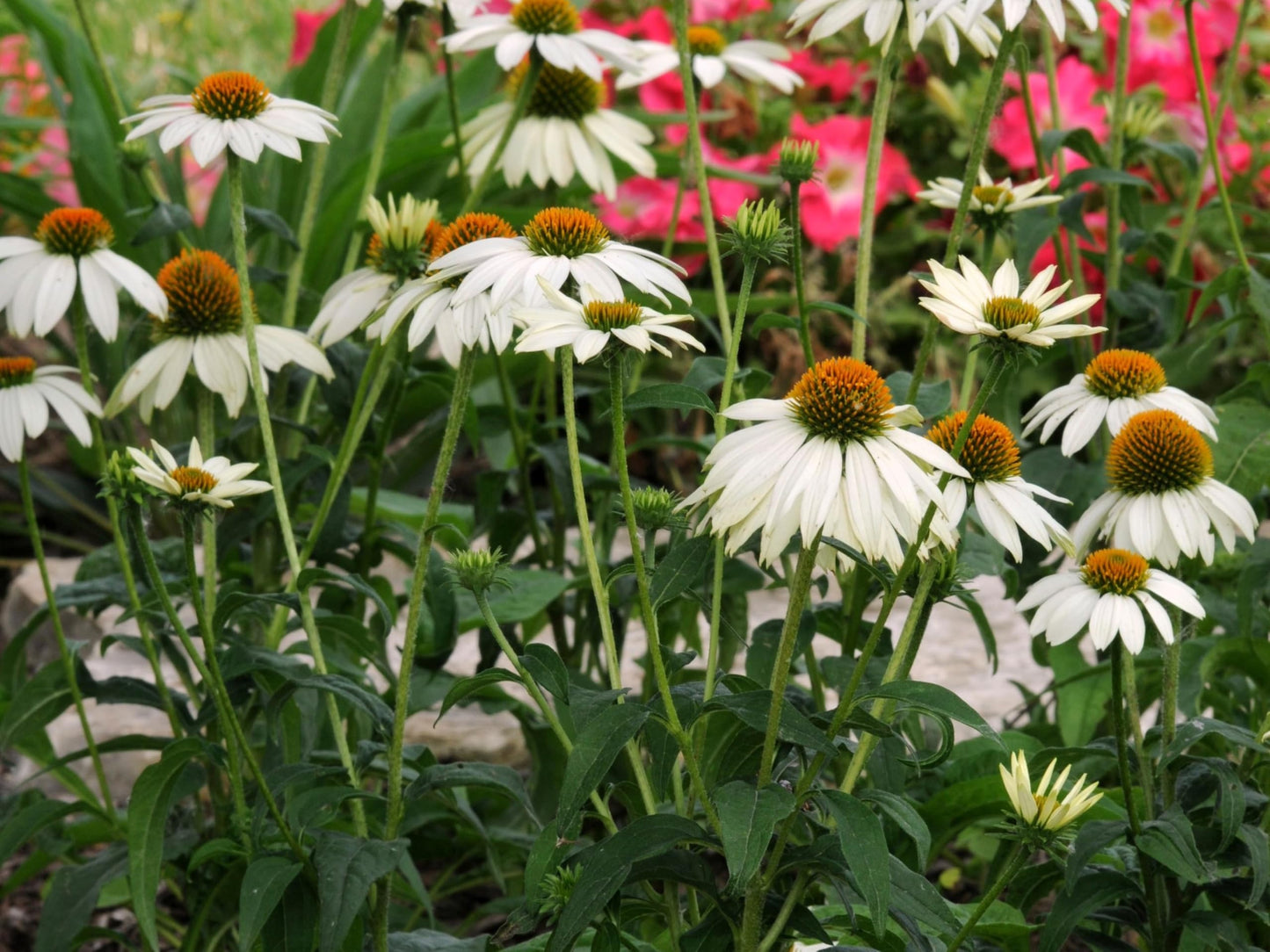 Greenwood Nursery: Live Perennial Plants - Pow Wow White Coneflower + Echinacea Purpurea - [Qty: 1x Pint Pot] - (Click for Other Available Plants/Quantities)