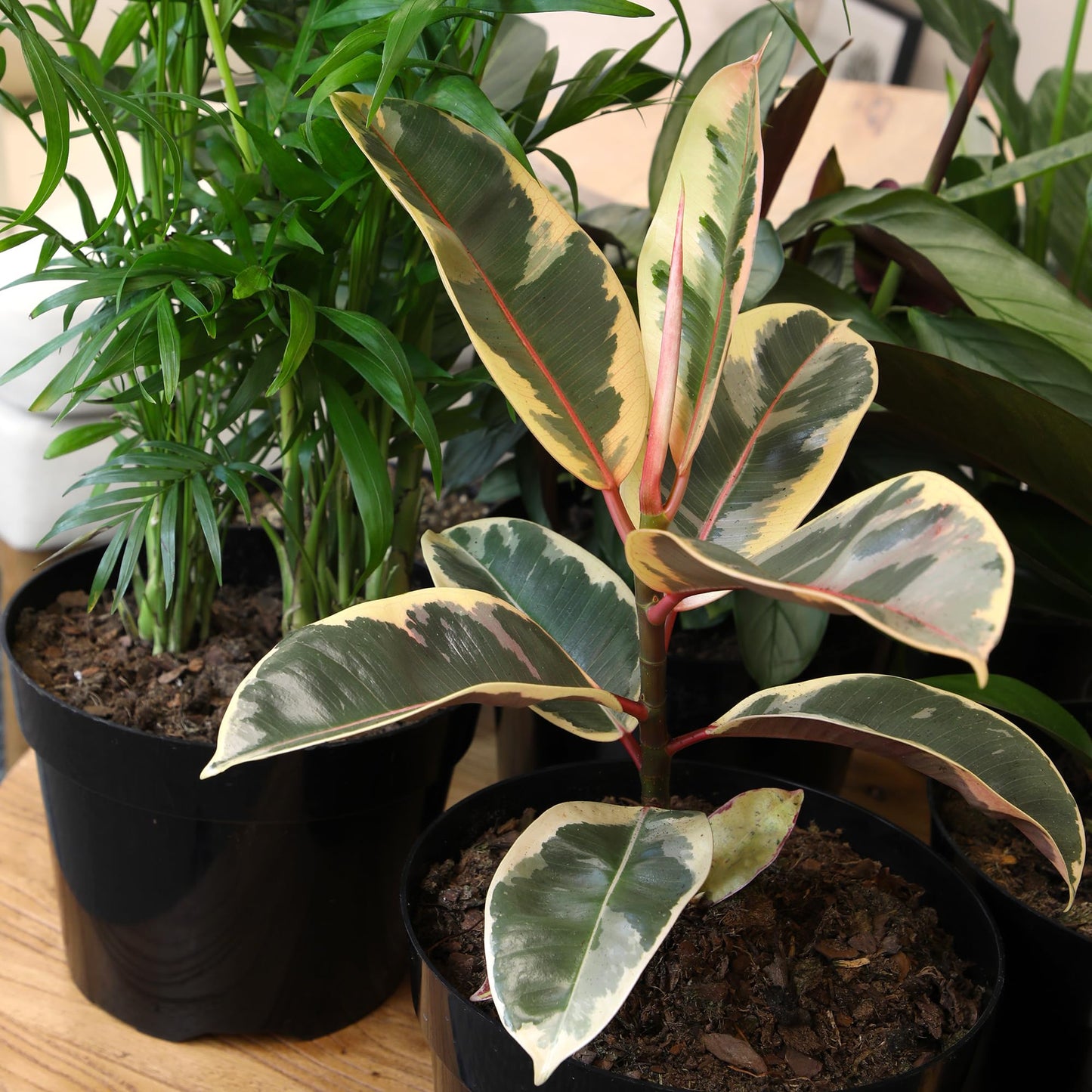 Live Ficus Tineke, Ficus Free Plant, Variegated Indoor Houseplant in 8 in. Grower Pot by Plants for Pets