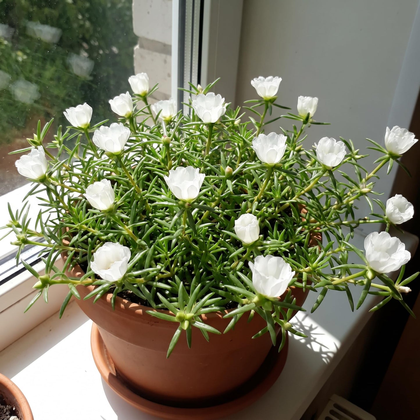 4 Portulaca Plants Live, Moss Rose Flower Plant for Outdoor Garden, Ground Cover Plant for Patio Containers, Borders or Landscape 4-7 Inches (White)