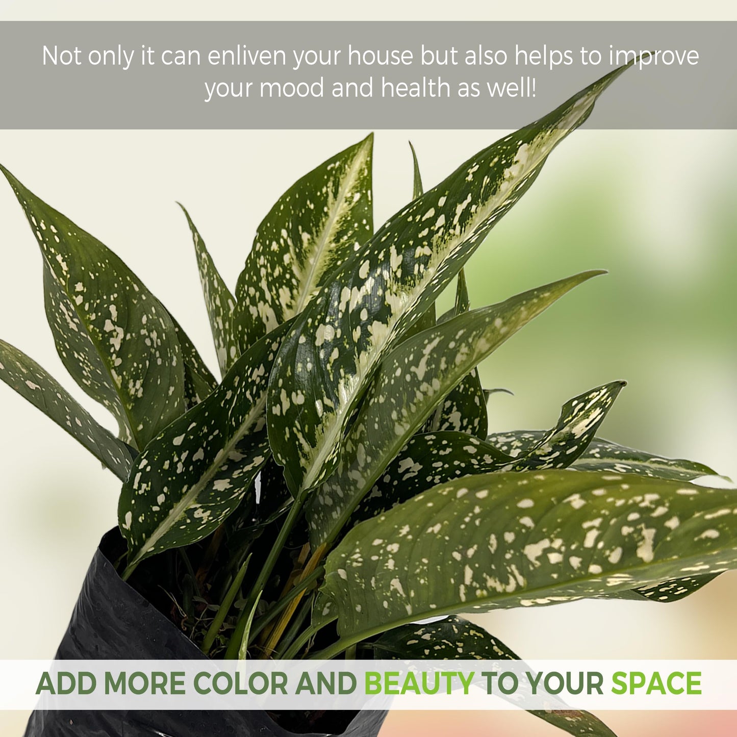 LEAL PLANTS ECUADOR Aglaonema Perdiz| Vibrant Chinese Evergreen | Easy-Care Indoor Plants | Lush Tropical Décor | Air-Purifying Houseplants | Ideal for Bright Spaces