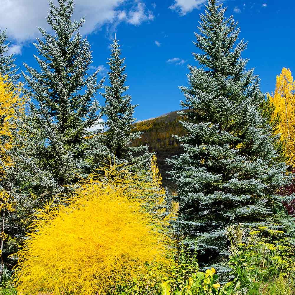 Brighter Blooms - Colorado Blue Spruce Tree, 1-2 ft. - No Shipping to AK, AZ, HI
