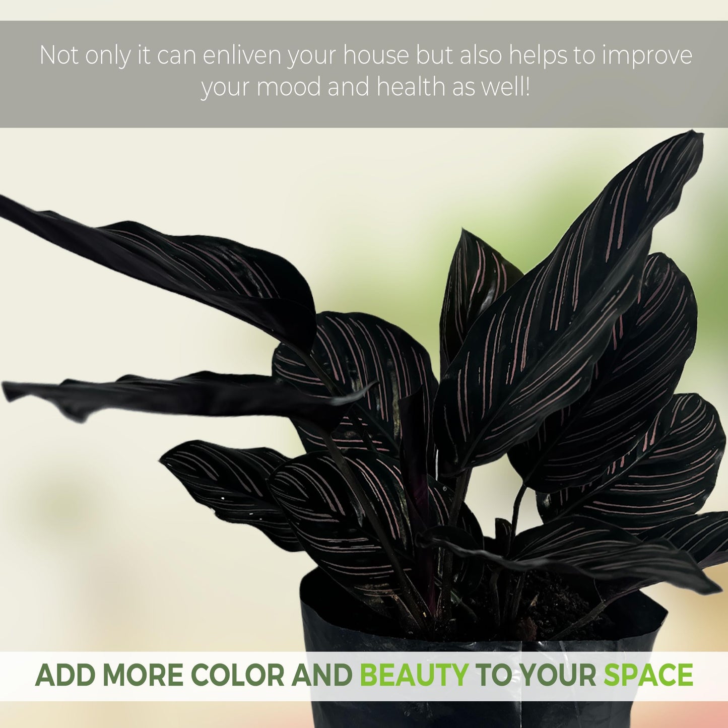 LEAL PLANTS ECUADOR Calathea Ornata Sanderiana (Pack of 2)| Elegant Pinstripe Prayer Plant for Indoor Natural Décor | Pink Striped Foliage | Lush Pet-Friendly Indoor Plants Home, Office & Gift