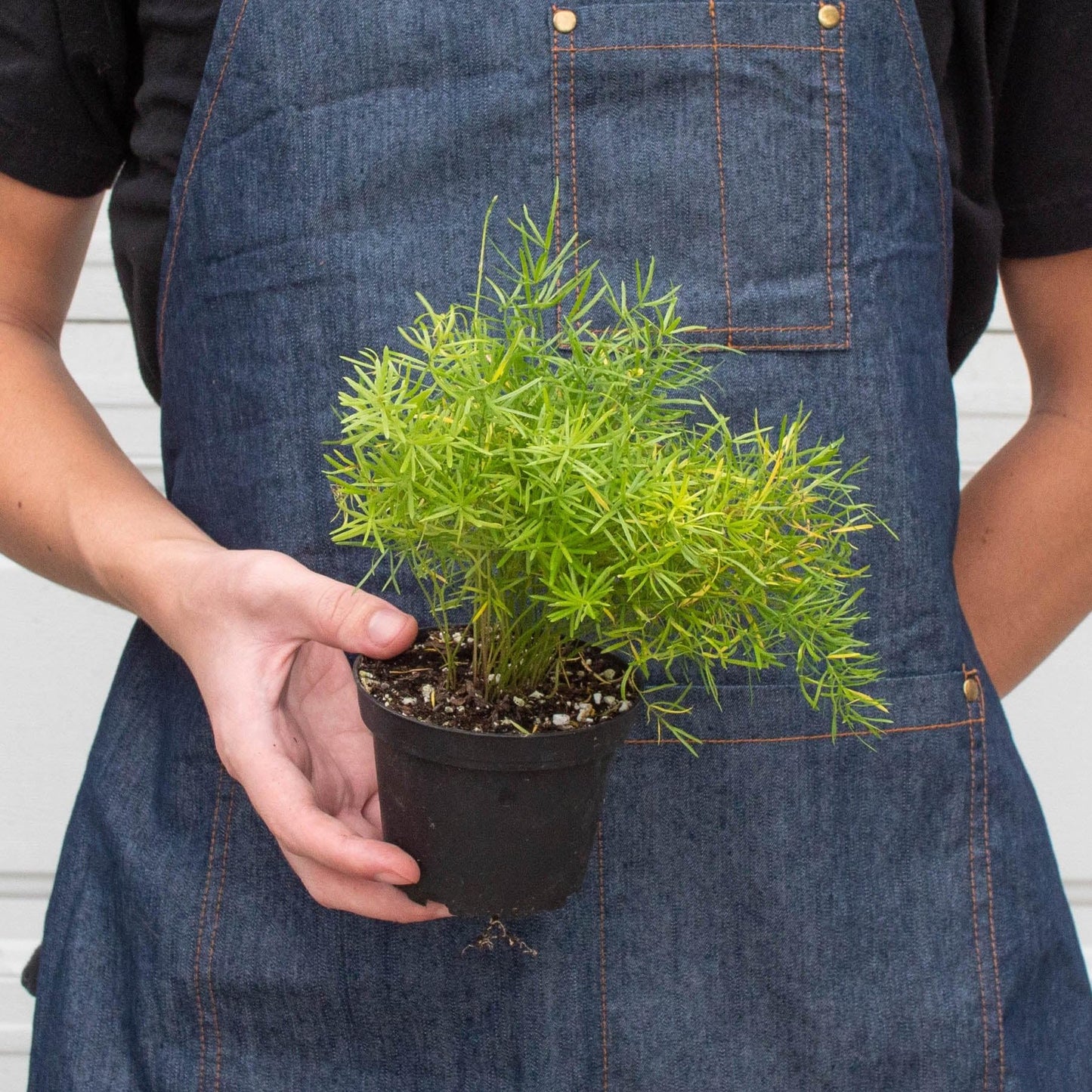 Fern 'Sprengeri' | Live Plant for Indoor & Outdoor | for Living Room, Office, Bathroom | (4" Pot)