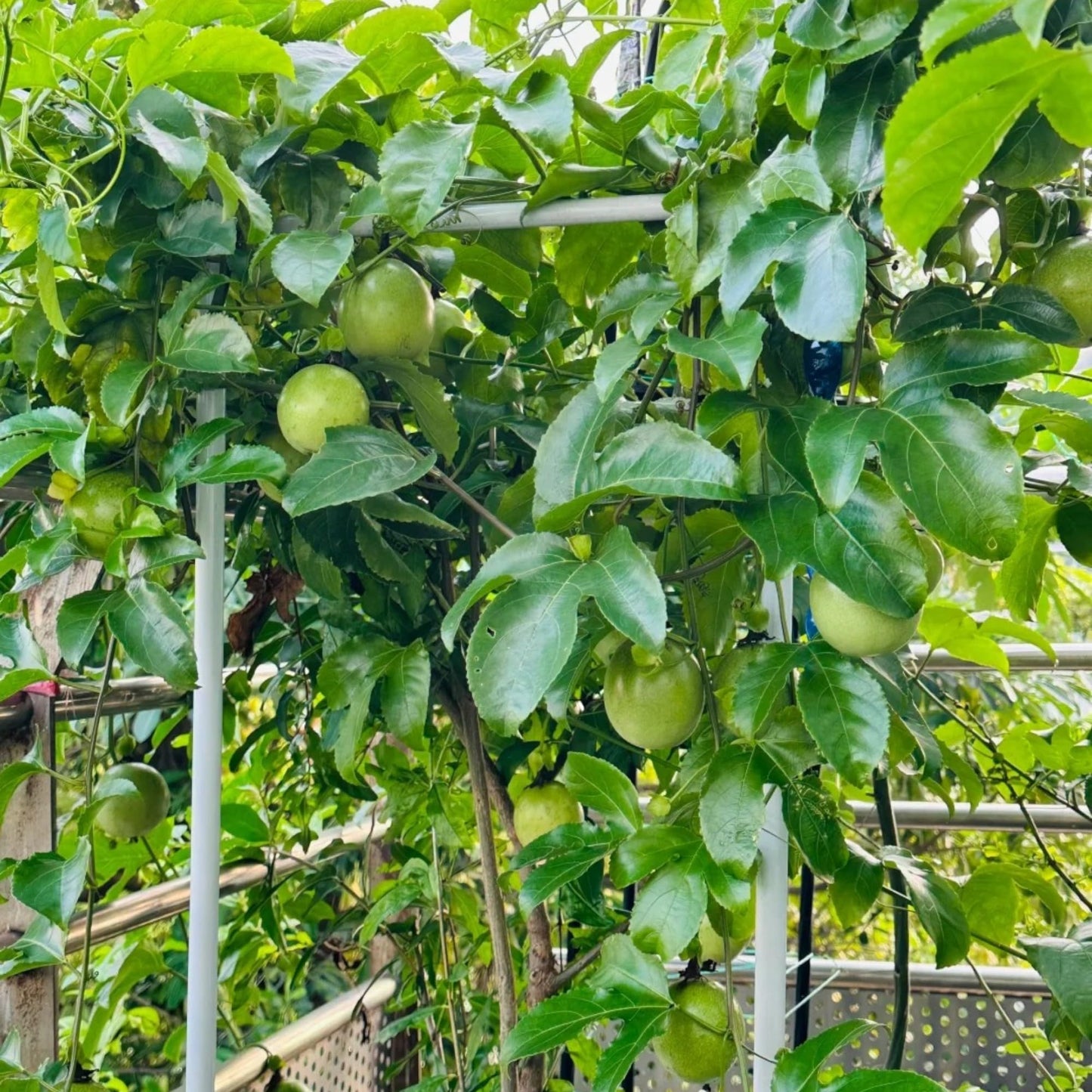 NYGardenia Passion Fruit Seeds – 50 Seeds for Planting – Purple Tropical Climbing Vine Fruit Plant