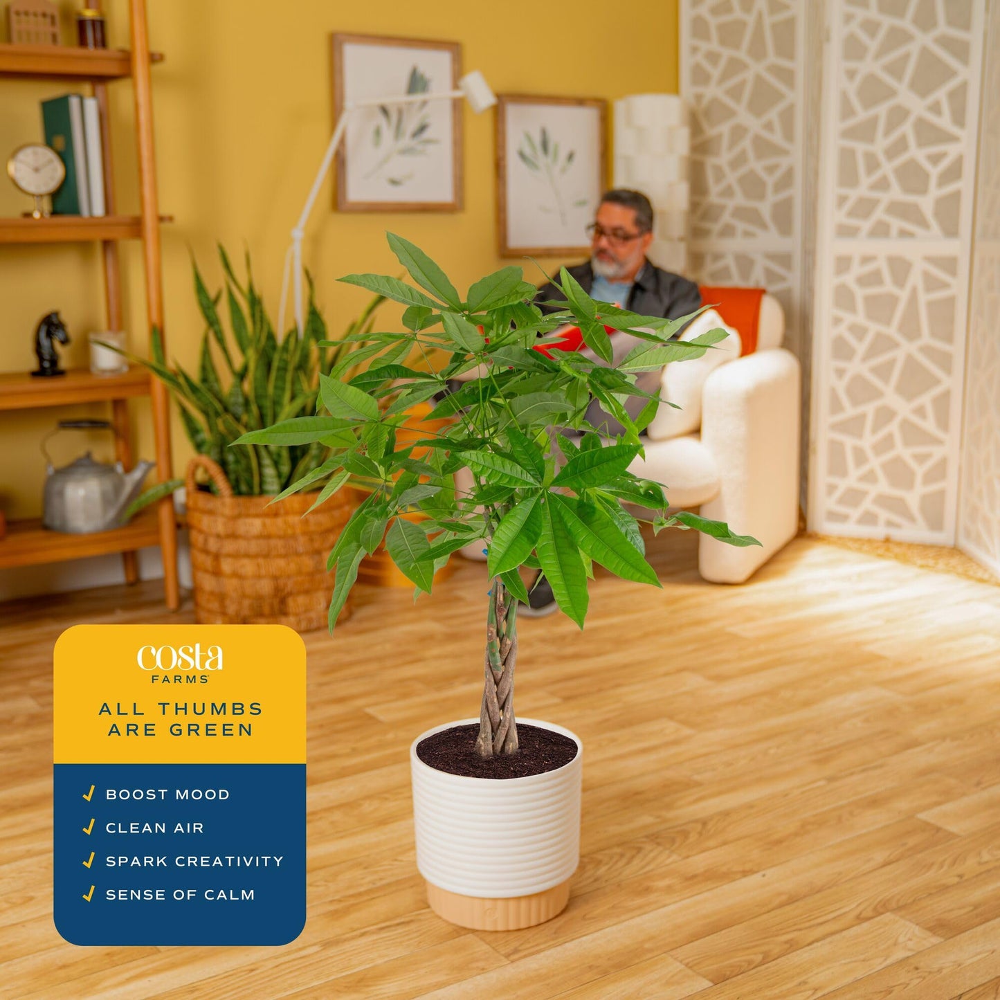 Costa Farms Live Money Tree (Pachira Aquatica), 3-4 Feet Tall, Large Indoor Plant with Braided Trunk, Easy Care Floor Plant in 10-Inch Decor Pot, Pet Friendly Housewarming Gift & Office Decor