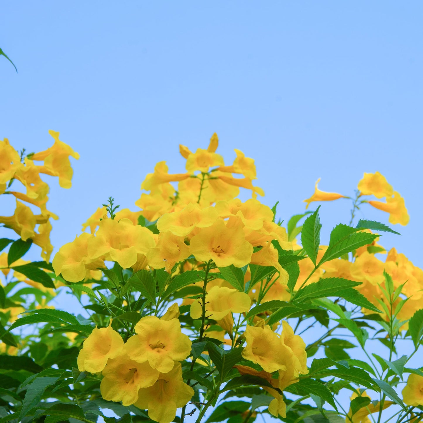 Perfect Plants Yellow Carolina Jessamine 1 Gallon | Live Shrub for Gardens | Fragrant Spring Blooms