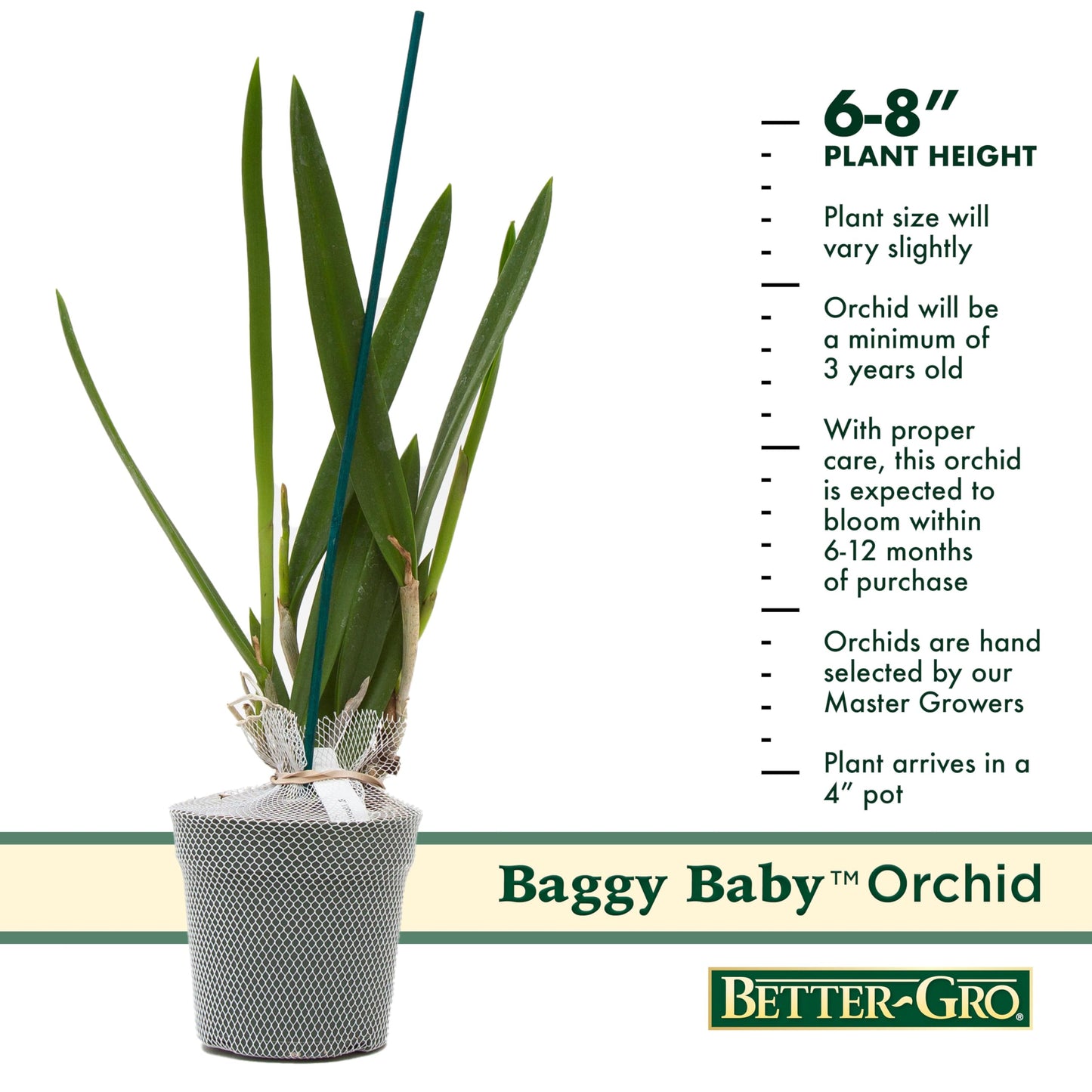 Better-Gro Easy-Growing Brassavola Hybrid, Procatavola Key Lime Stars, 4" Live Plant, Blooms in 6-12 Months with Proper Care, White and Green Star-Shaped Bloom, Fragrant, Selected by Master Growers