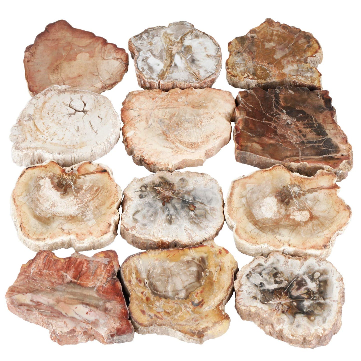 SUNYIK Irregular Natural Petrified Wood Slab Slice Stone Mineral Specimen 1.5"-3", Pack of 4