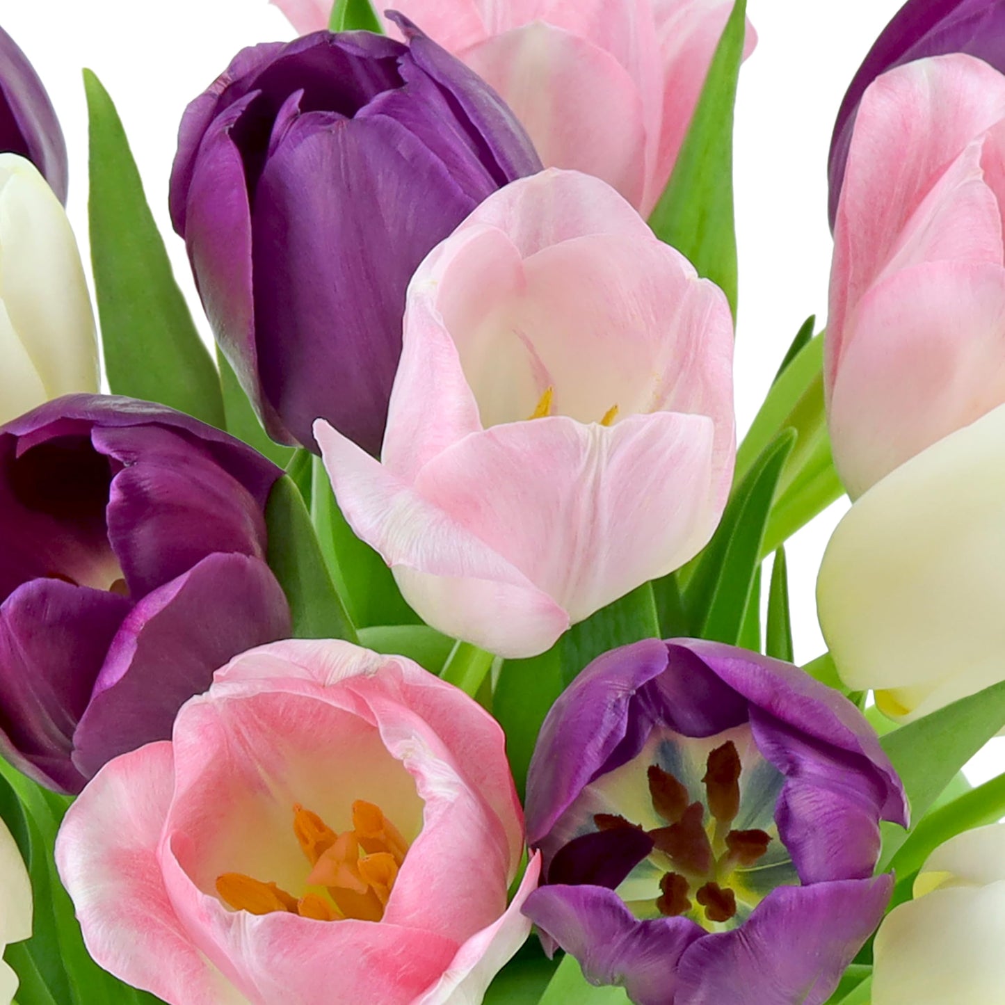 Benchmark Bouquets - White, Pink, Purple Tulips - Fresh Flowers for Delivery - Mothers Day Gifts for Wife - Birthday Flowers for Women - Teacher Appreciation Gifts - Glass Vase Included (20 Stems)