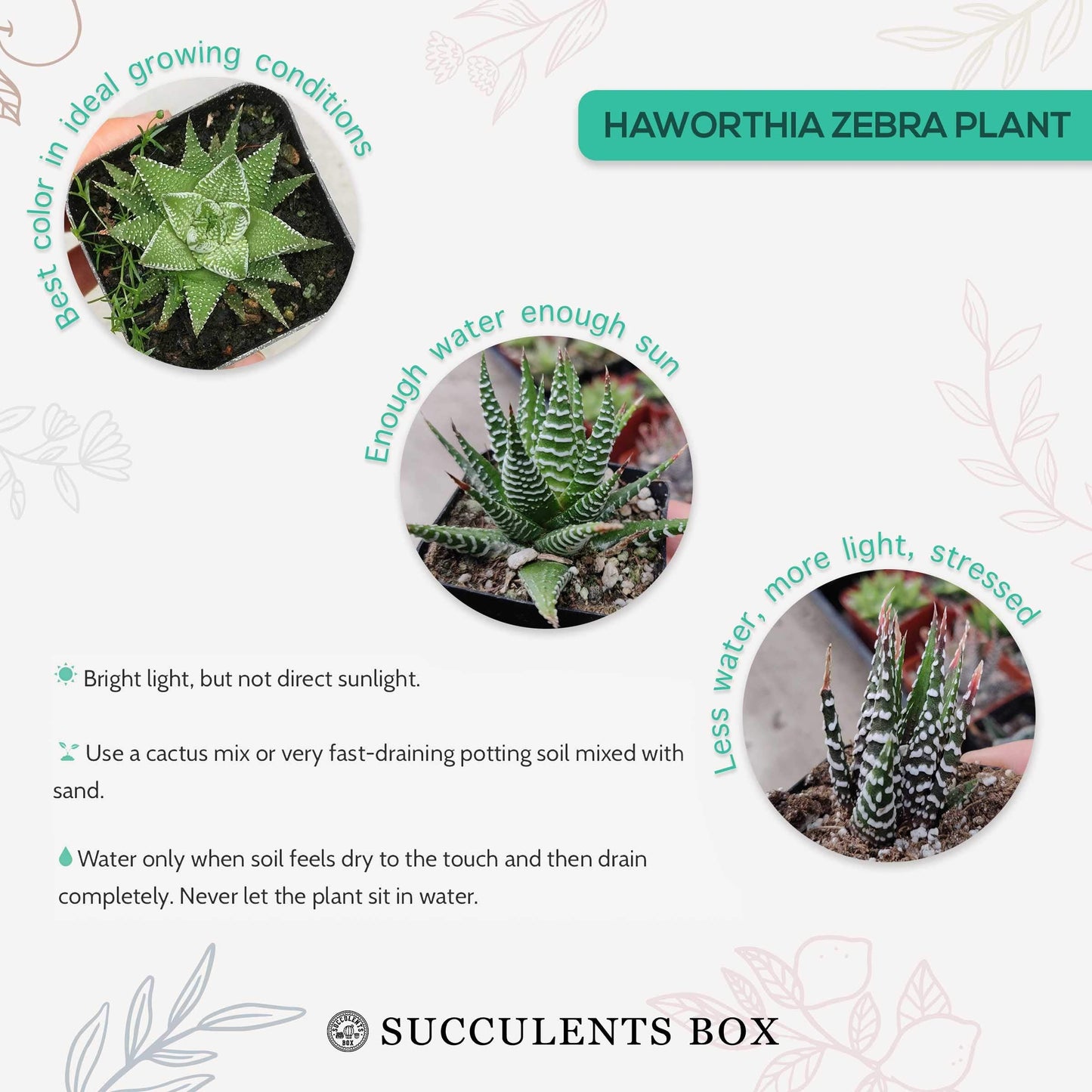 Haworthia Zebra Spiky Succulent Plant with Care Guide - Best Indoor Plants - Easy to Grow Succulents - Gift Ideas for Plant Lover - Low Light Succulents (4'' + White Modern Pot)