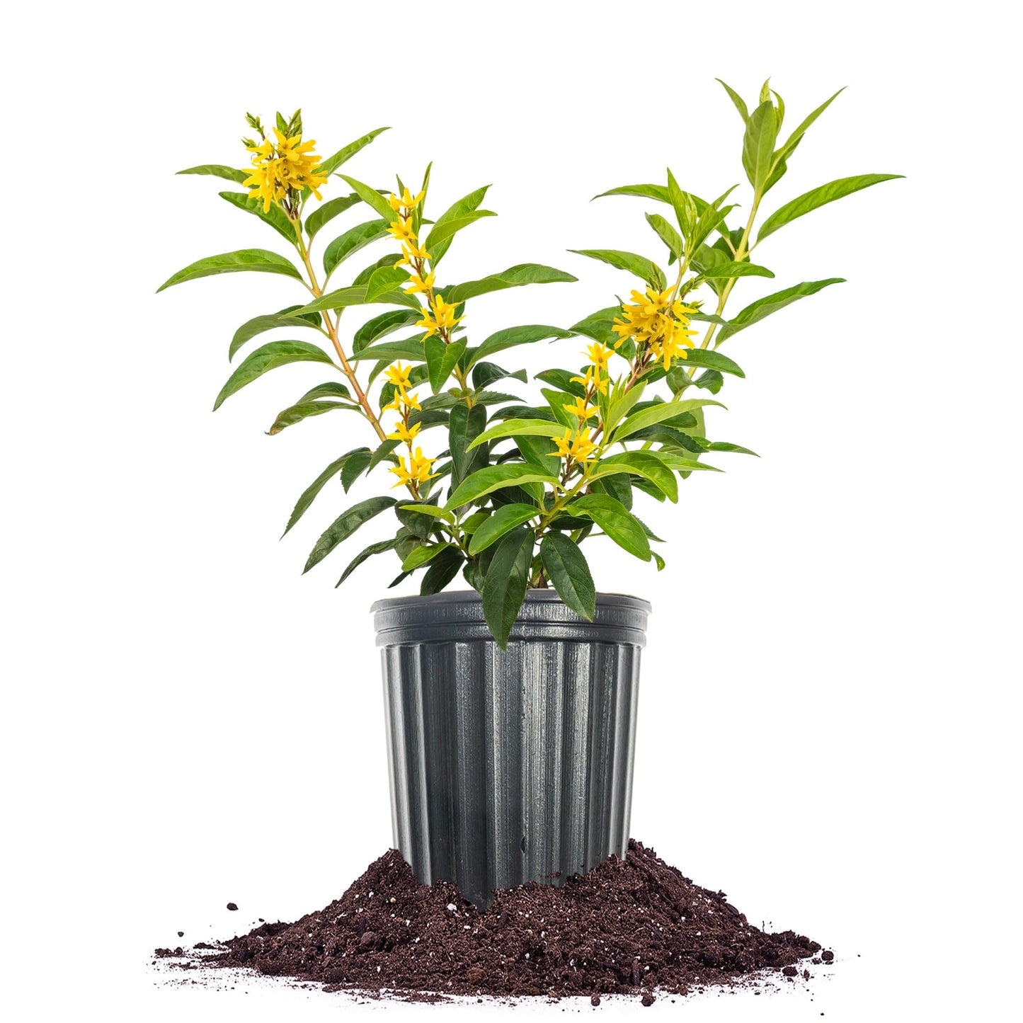 PERFECT PLANTS Lynwood Gold Forsythia Shrub 1 Gallon | Live Shrubs for Outdoor Planting | Fast Growing & Provides Privacy | Gorgeous Yellow Flower in Spring