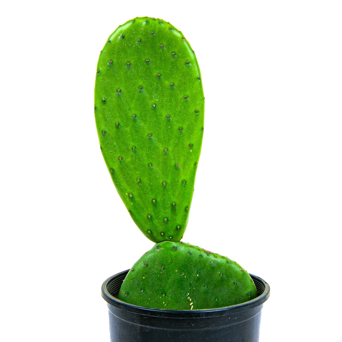 Cactus Outlet - Nopal Prickly Pear Cactus Plants Live - Live Cactus Plants - Nopal Cactus Plant Live - Prickly Pear Plant Live - Landscape Ready Cactus Plants Live Delivered Right to Your Door