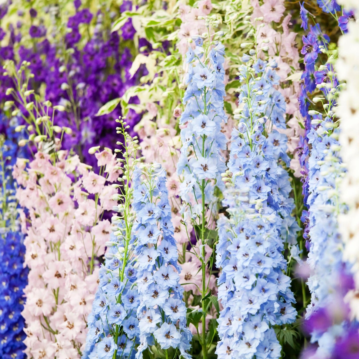 Clovers Garden Delphinium Magic Fountains (Larkspur) Plants – Two (2) Live Plants – Non-GMO - Not Seeds - Each 4" to 8" Tall – in 4" Inch Pots – Large Flower Spikes