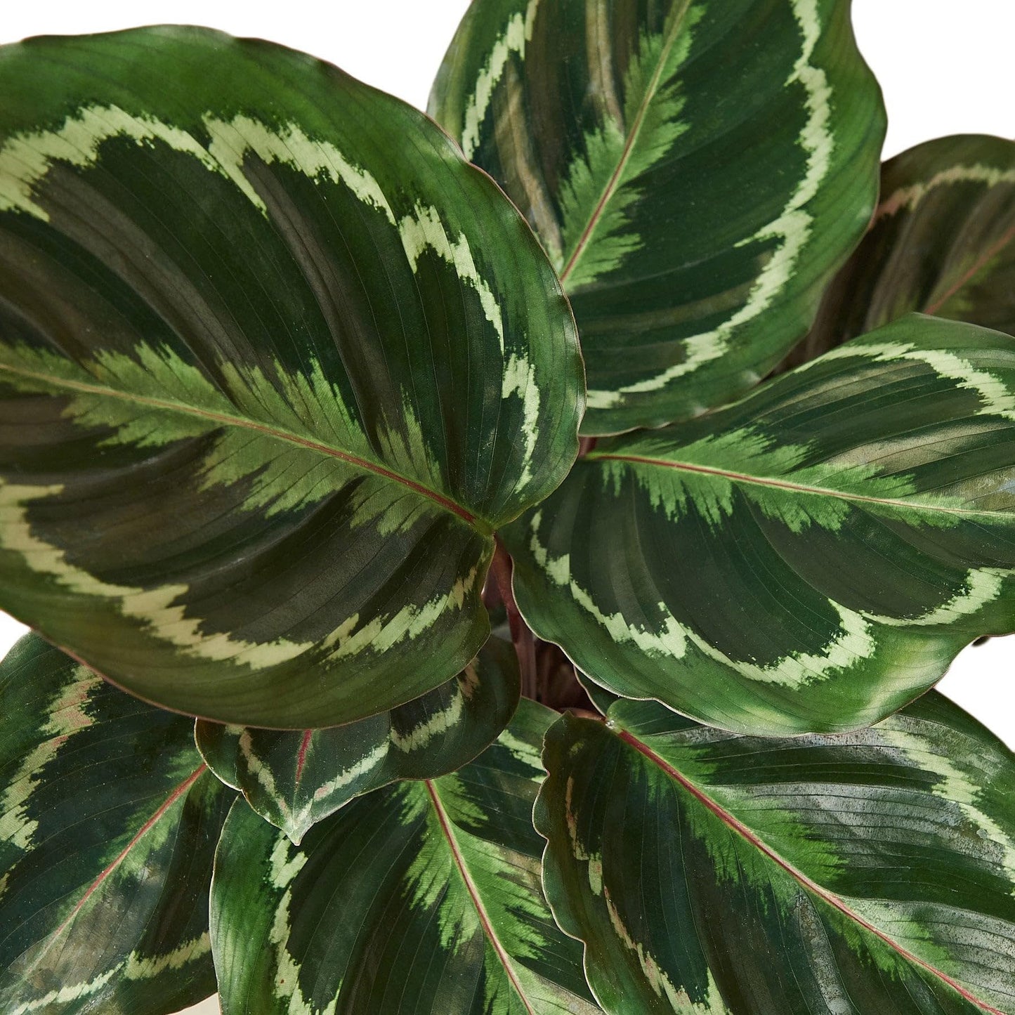 6 Pack Calathea Roseopicta 'Medallion' in 6in Pot - Live Plants Tropical Houseplants | Variegated | USA Growers | The Snobby Leaf