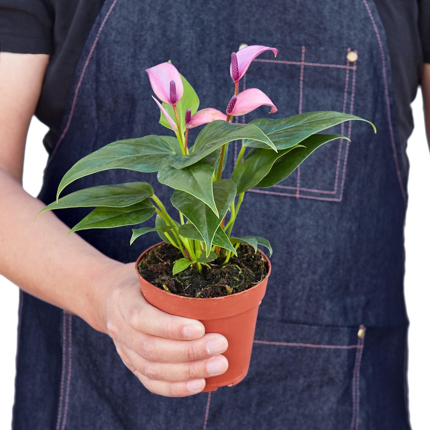 Anthurium Purple | Live Plant for Indoor & Outdoor | for Living Room, Office, Bathroom | (4" Pot)