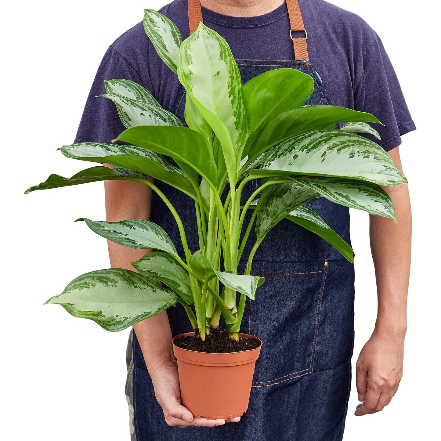 4 Pack Chinese Evergreen 'Silver Bay' in 6in Pot - Live Plants Tropical Houseplants | Variegated | USA Growers | The Snobby Leaf