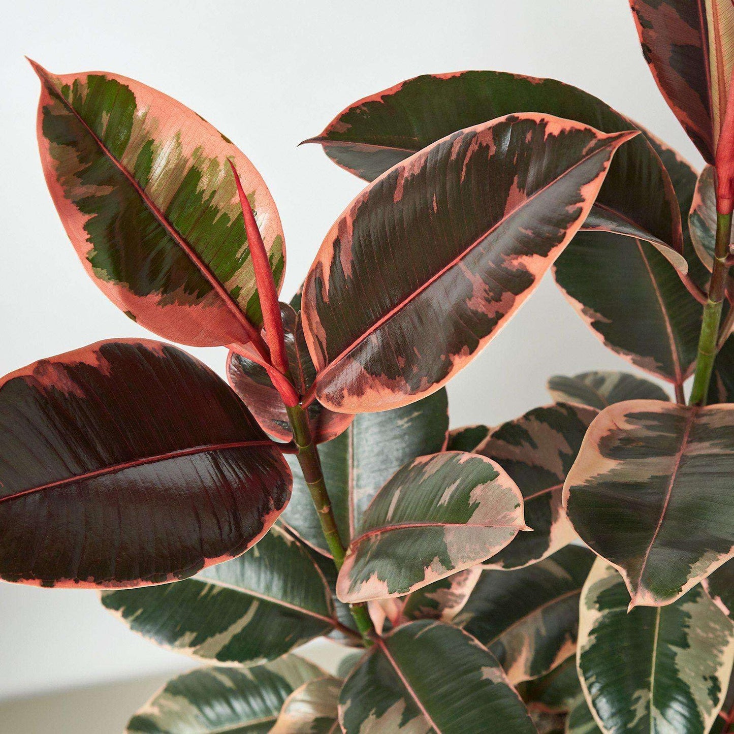 Ficus Elastica 'Ruby Pink' Live Plant for Indoor | Different Houseplants in 4'' & 6'' Pot | Real House Plant for Living Room, Office, Desk & Bathroom | Variegated Rubber Tree