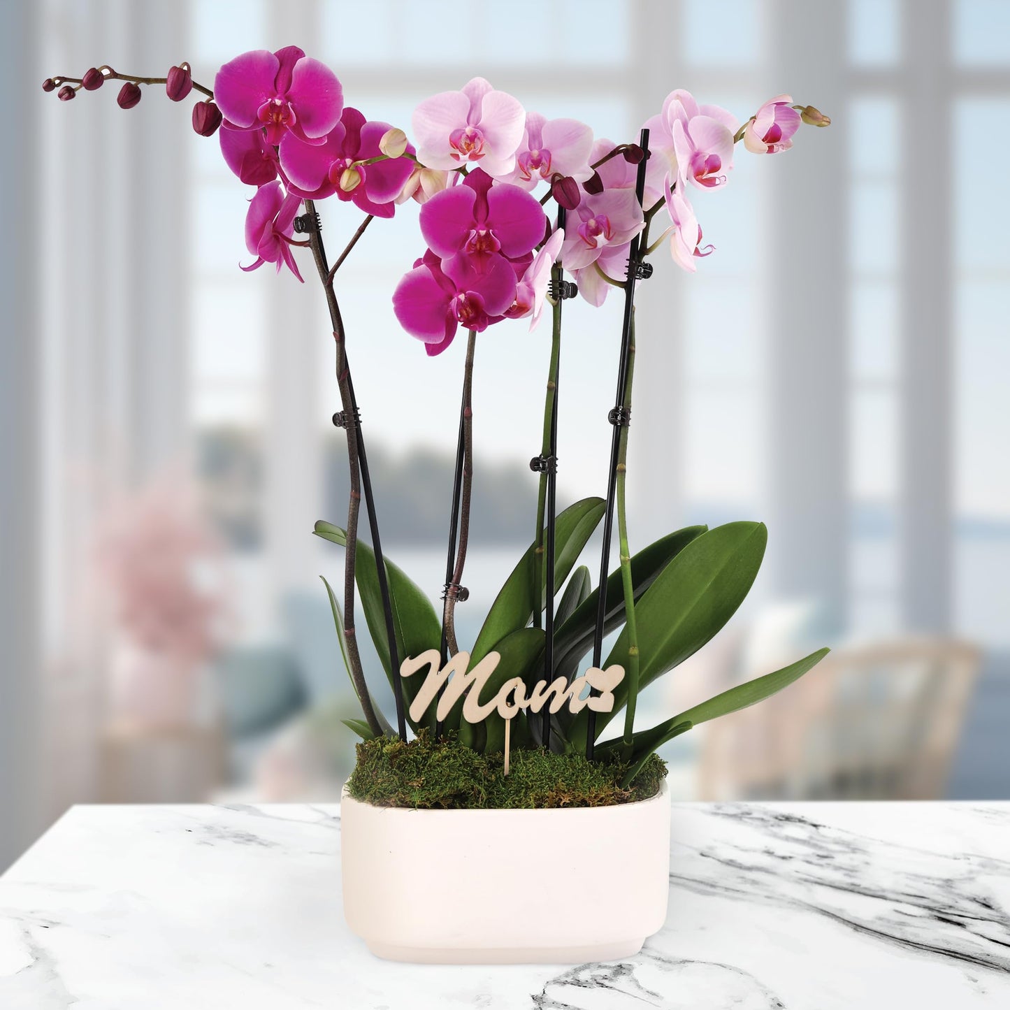 Green Circle Growers 10" Pink and Magenta Orchid Duo in White Pot with Mom Pick, Live Indoor Plants, House Plant