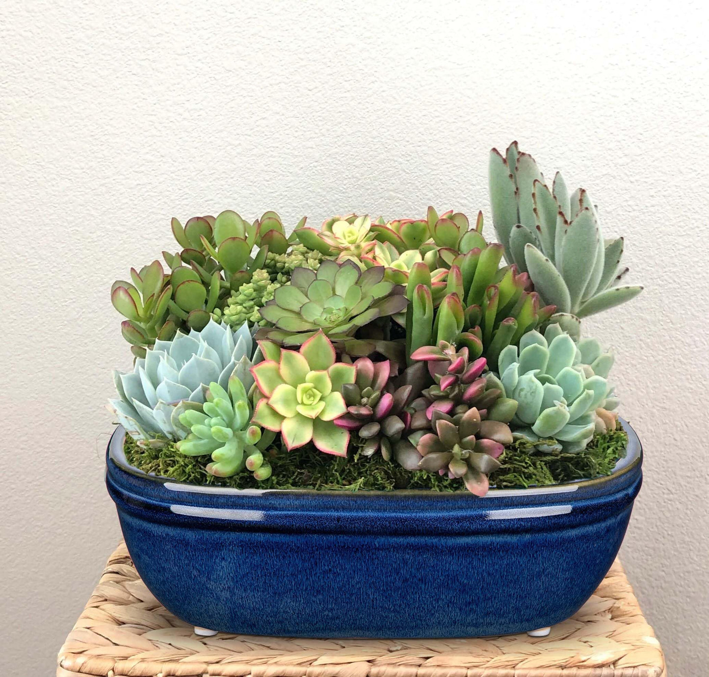 DILATATA Set of 2 Oval Ceramic Bonsai Planter Pots (9.3” x 6.3”) – Glazed Succulent & Cactus Flower Pots Without Holes for Indoor & Outdoor Plants, Bonsai Tree Pot Decorative Garden Containers