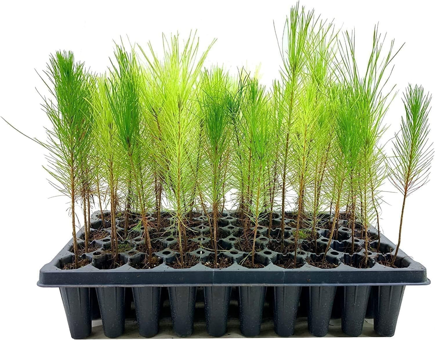 Loblolly Pine Tree Plants | 3 Live Seedlings | Pinus Taeda | Fast-Growing Evergreen for Landscaping | Ideal Plants for Large Spaces