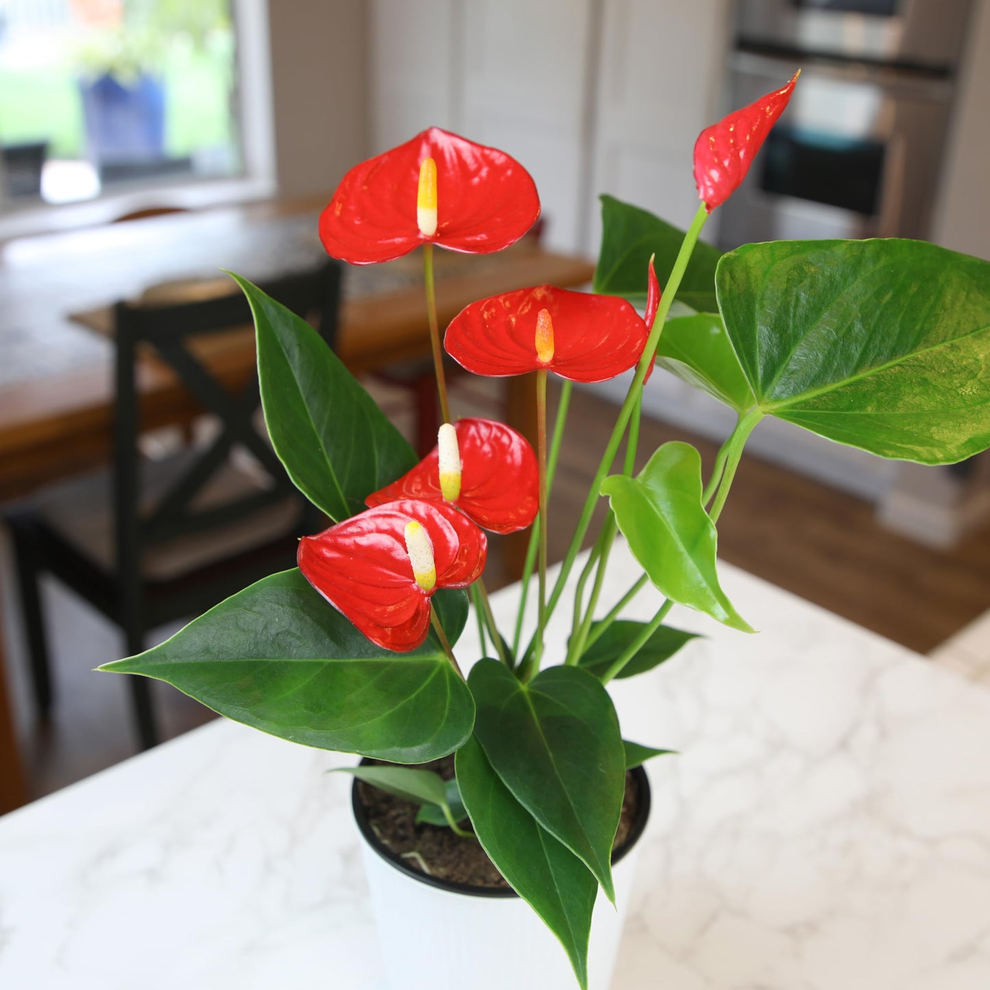 Altman Plants Red Anthurium Live Plant Decor in 4 Inch White Plastic Plant Pot, Easy to Grow Desk Plant, Easy Plant Gift, Decorative Indoor Plant, Live Anthuriums Live Plants Grown in Potting Soil Mix