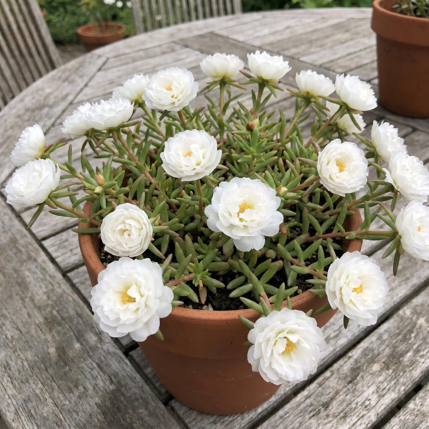 4 Portulaca Plants Live, Moss Rose Flower Plant for Outdoor Garden, Ground Cover Plant for Patio Containers, Borders or Landscape 4-7 Inches (White)