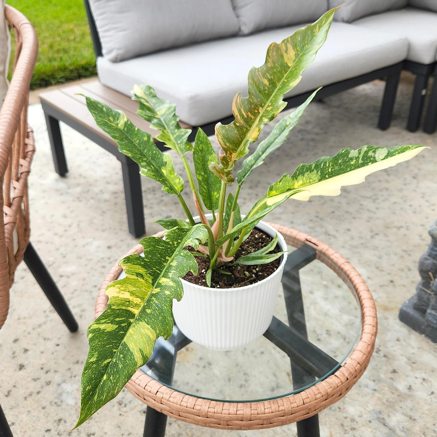 Variegated Ring of Fire Philodendron Houseplant Decor, Air Purifying Houseplants in 6" White Pot, Unique Live Gift, Indoor Planters, Real Plants, Decorative Variegated Plants by Plants for Pets