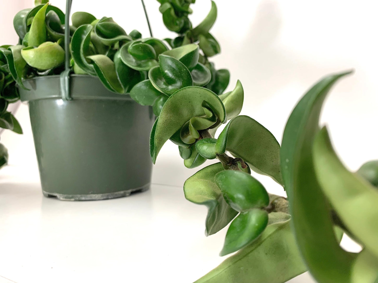 Hoya Compacta aka Hoya Hindu Rope Available in Large 6" Hanging Pot - Live Hoya Plant Air-Purifying Vine (XXL 6" Hanging Pot, Vines 1-3ft Long)