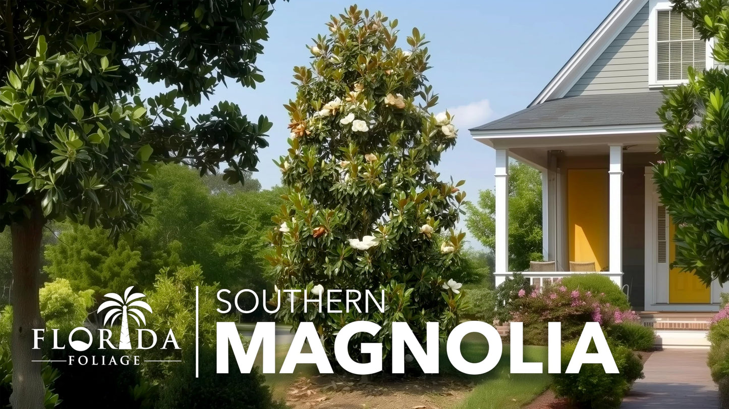 Southern Magnolia Grandiflora | 3 Live Trees | Beautiful Evergreen Specimen Plant Fragrant Blooms