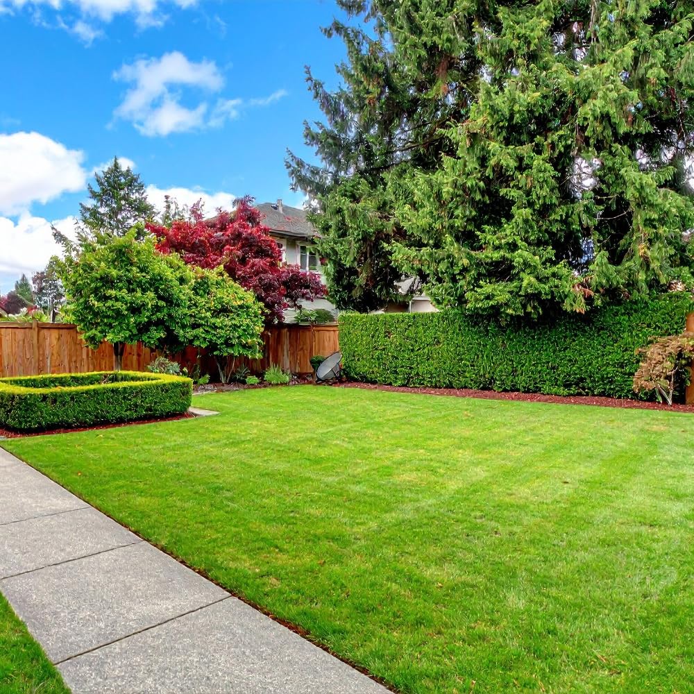 10000 Zoysia Grass Seed, Zoysia Emerald Grass Seeds for Lawn, Soft Texture and Drought Tolerant Grass Seed