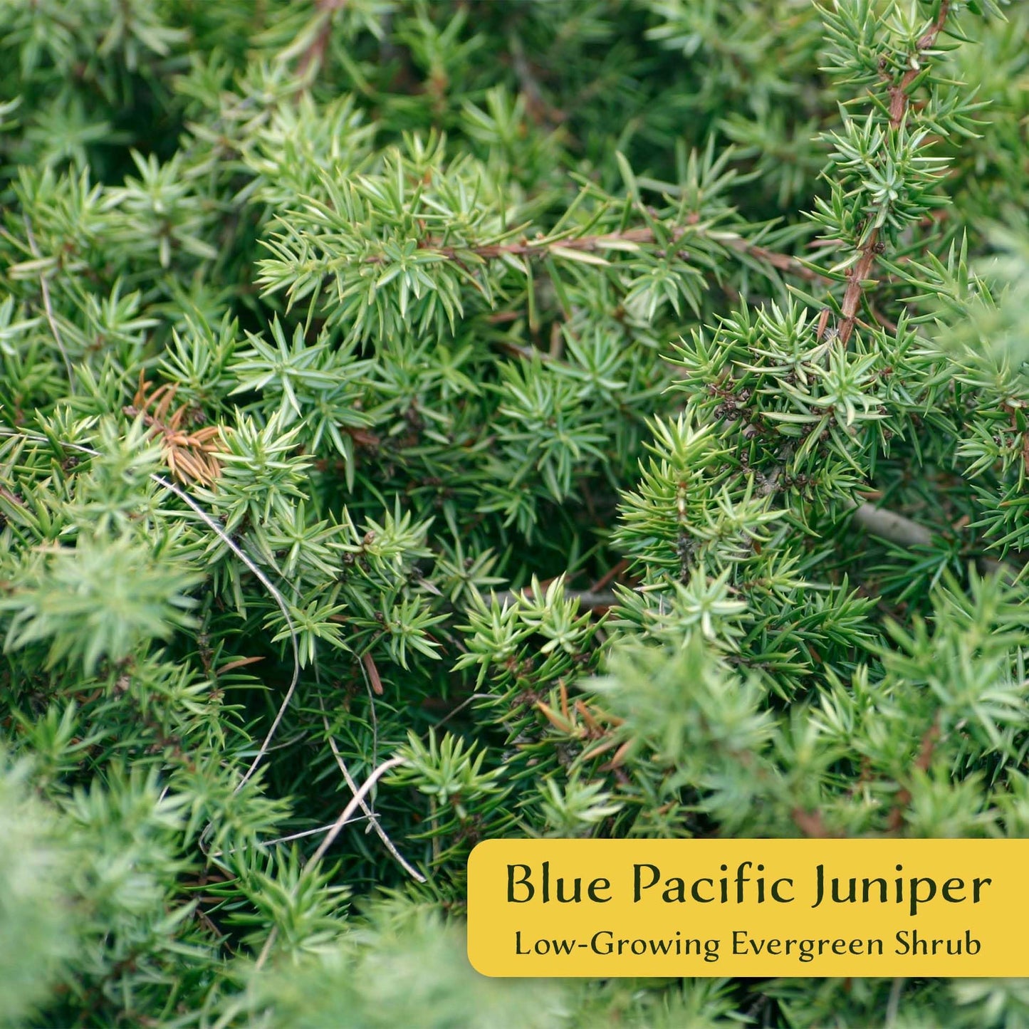 4 Blue Pacific Juniper in 3.5” Nursery Cubes (Juniperus conferta ‘Blue Pacific’) | Low-Growing Evergreen Groundcover for Slopes, Borders & Rock Gardens | Ready-to-Plant Live Starter Plants