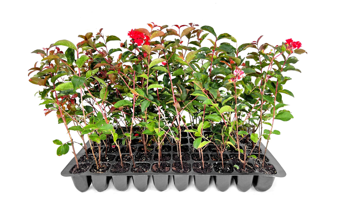 Crape Myrtle Red Rocket | 30 Live Plants | Lagerstroemia Indica | Fast-Growing Ornamental Tree, Drought Tolerant, Long Blooming Season, Red Flowers, Low Maintenance