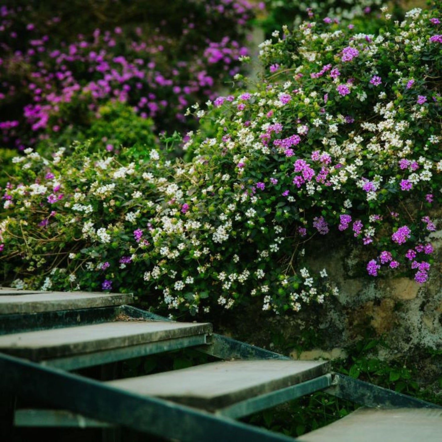 3 Purple Trailing Lantanas, Live Plants – Continuous Blooms, Thriving in 2.5” Nursery Cubes