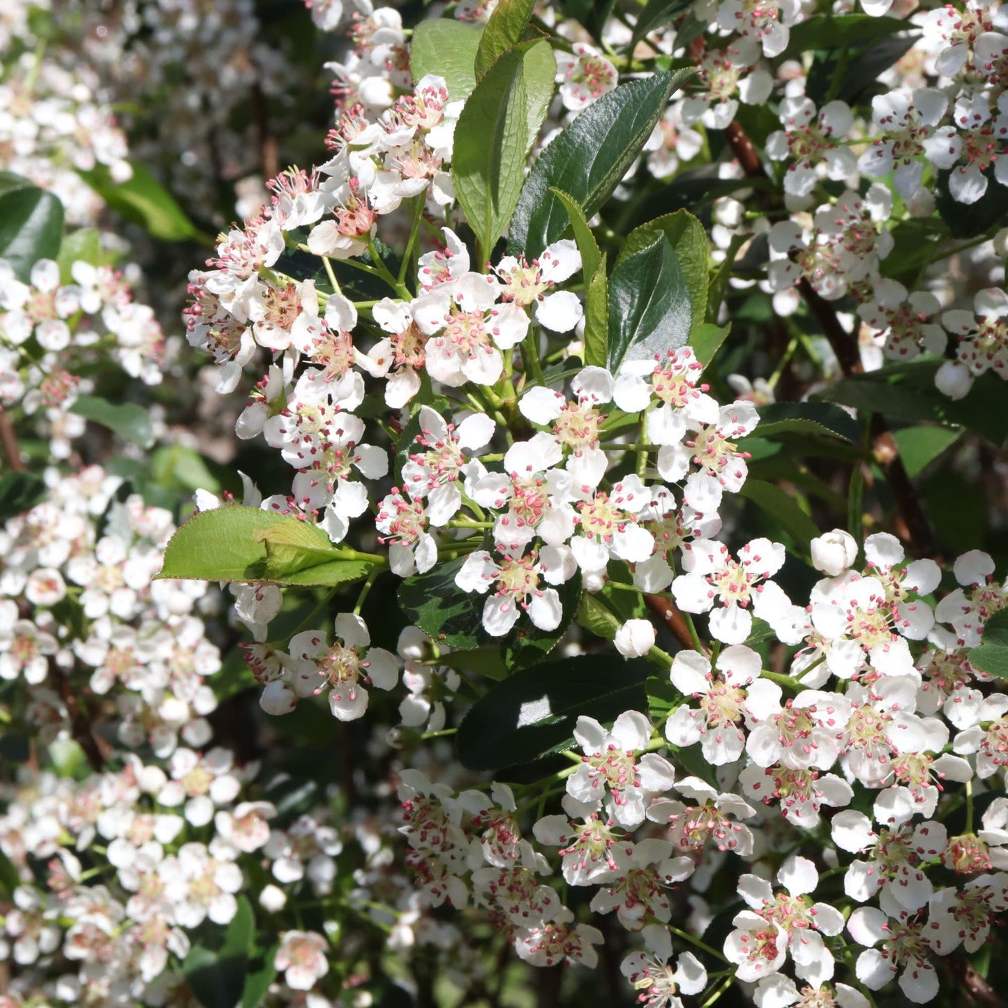Proven Winners Low Scape Snowfire Aronia (Aronia melanocarpa) Live Plant, 4.5" Qt, 4 Pack