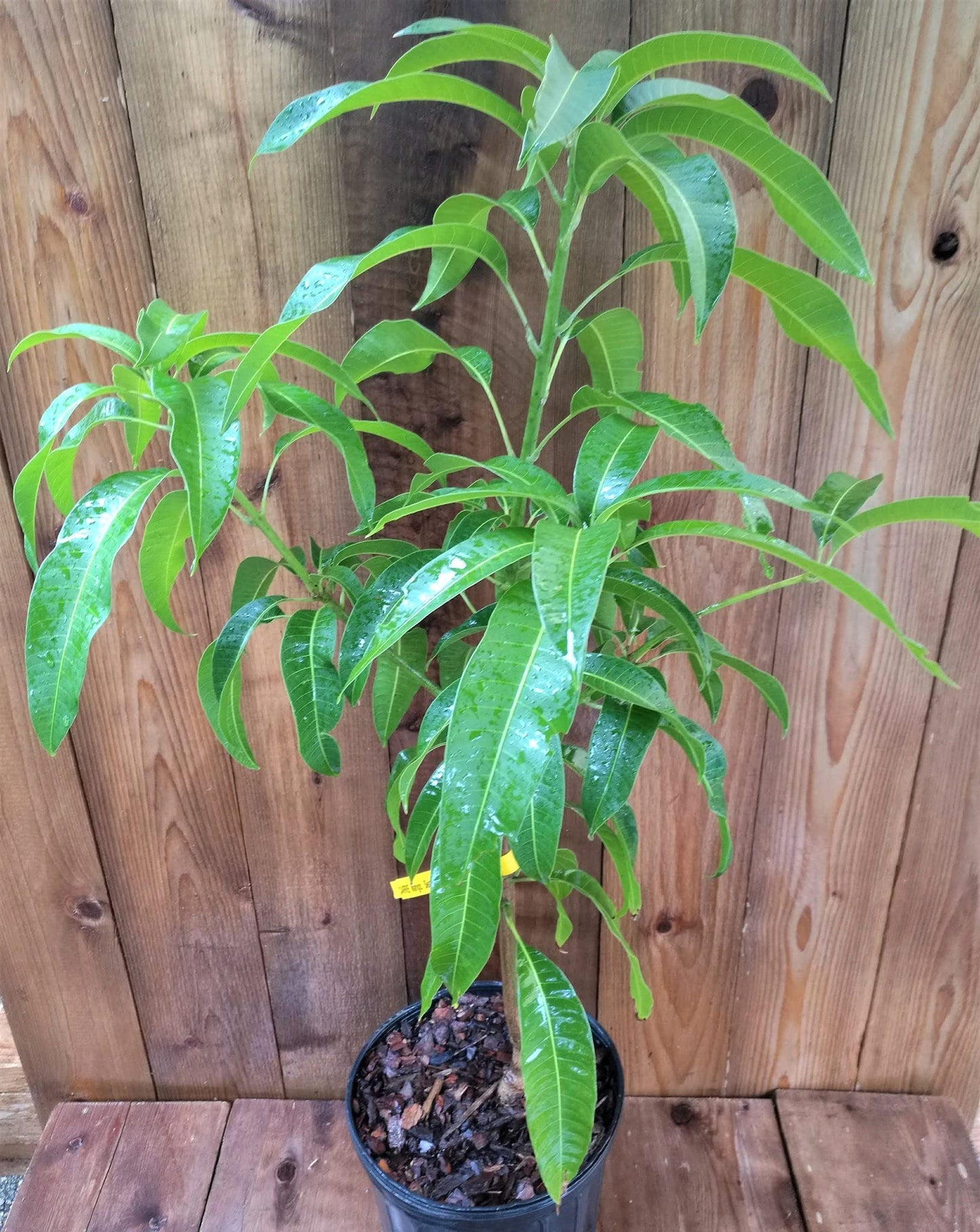 Mango Tree - Live Fruit Tree in a 3 Gallon Pot - Mangifera Indica 'Carrie' - Tropical Edible Fruit Bearing Tree