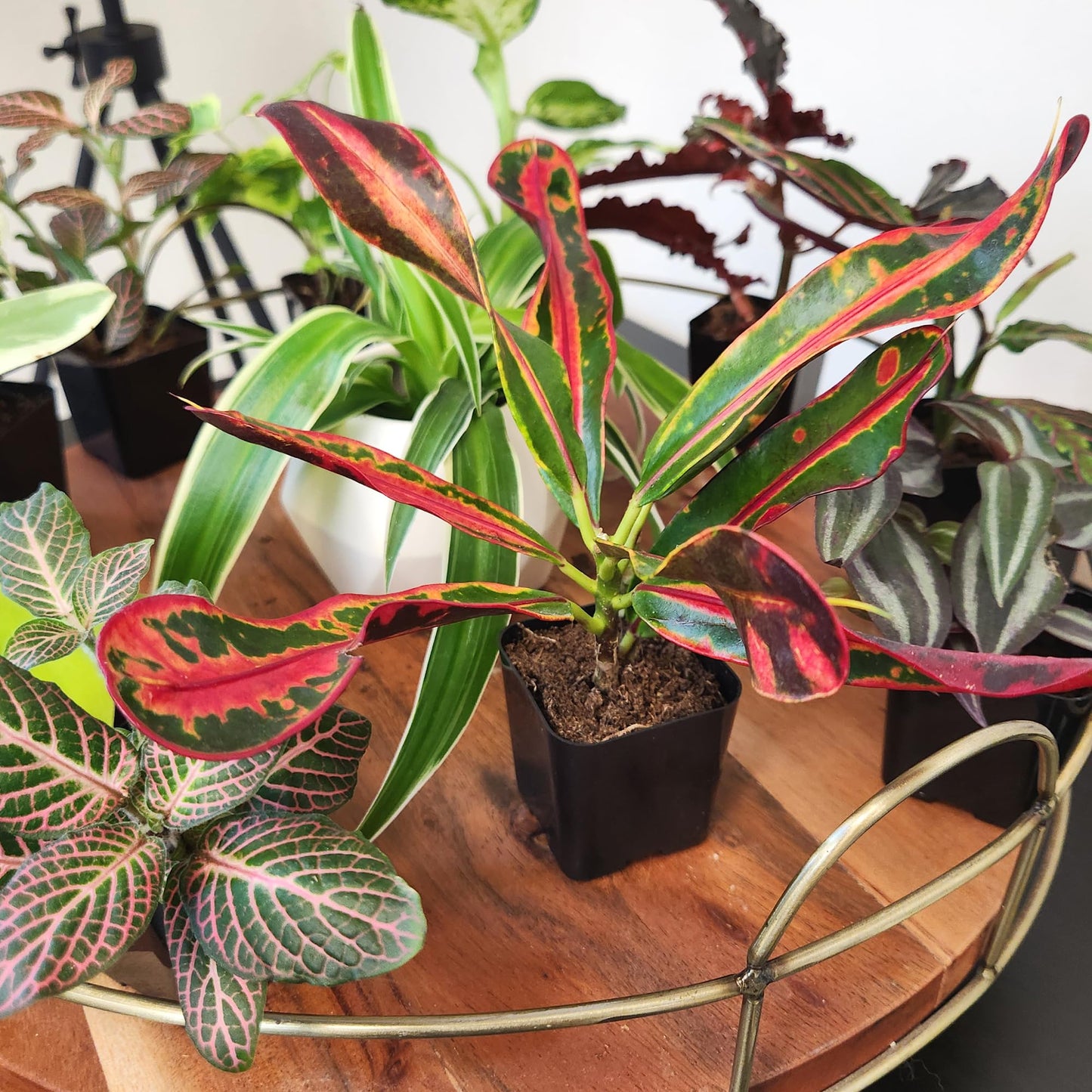 Easy to Grow Houseplants (Pack of 6), Live House Plants in Containers, Growers Choice Plant Set in Planters with Potting Soil Mix, Home Décor Planting Kit or Outdoor Garden Gifts by Plants for Pets