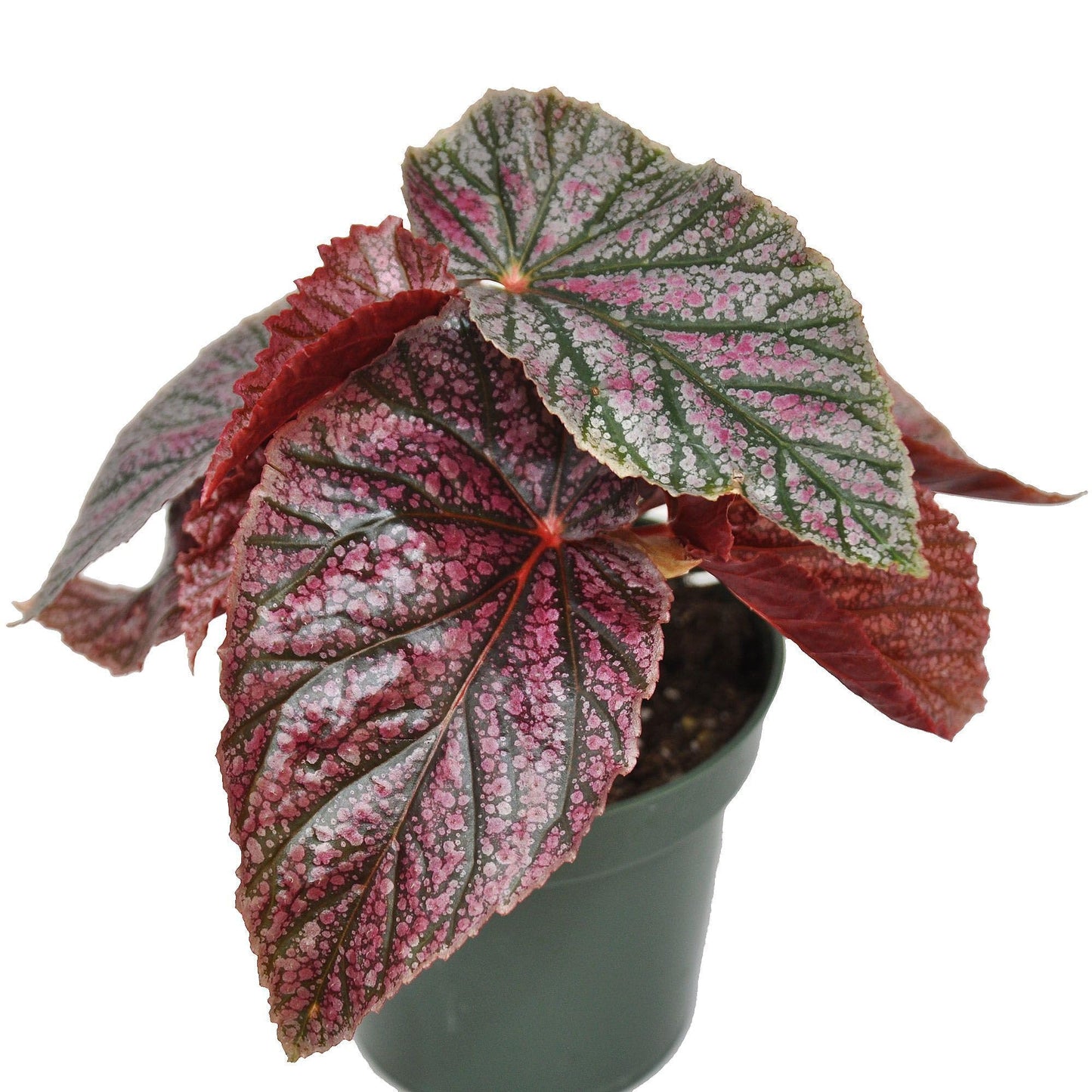 Begonia coccinea 'Pink Mink', Begonia Pink Mink, Angelwing Begonia, houseplant, Colorful Foliage and Bright Flowers, Container Size: 3.5"