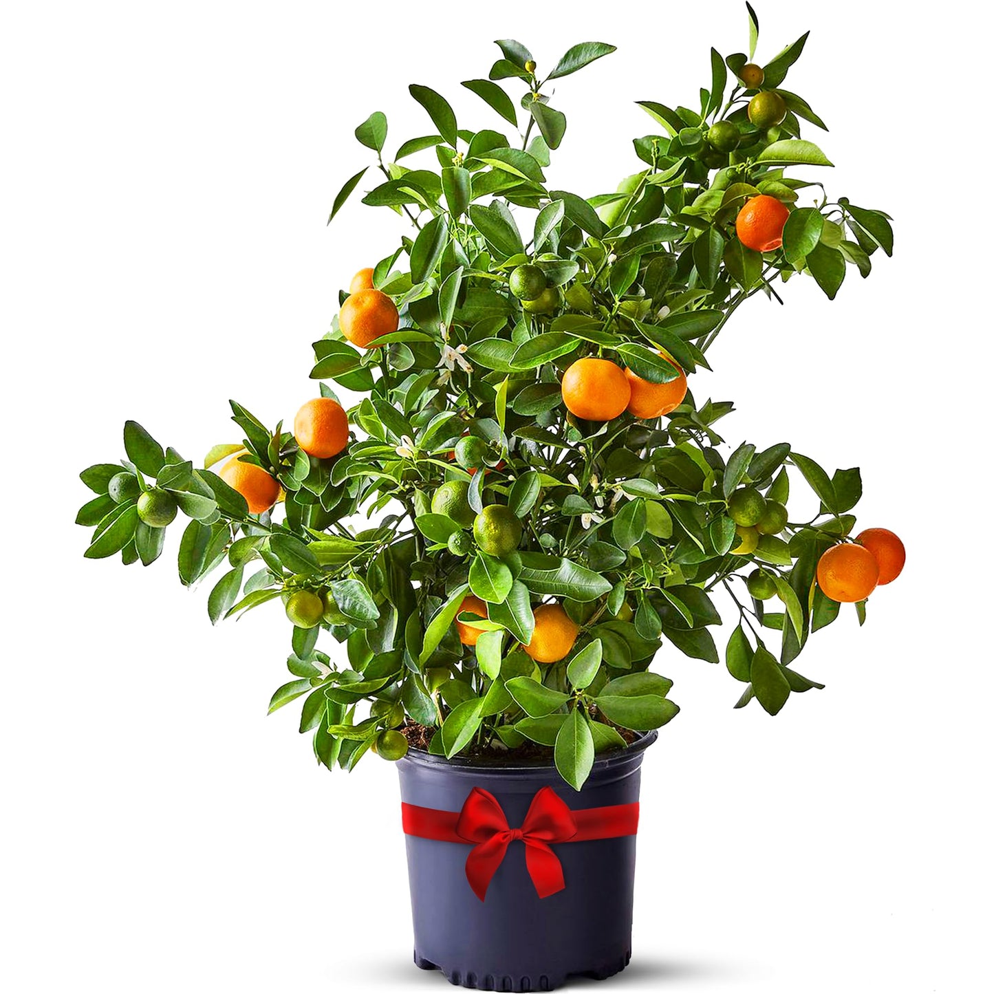 Calamondin Tree Live Plants 13" - 22" Tall Indoor Outdoor Fruit Tree Plant Growing, Live Citrus Plant Mothers Day Gift for Mom Home Garden Patio and Decor Use, Cannot Ship CA AL AZ TX LA by Via Citrus